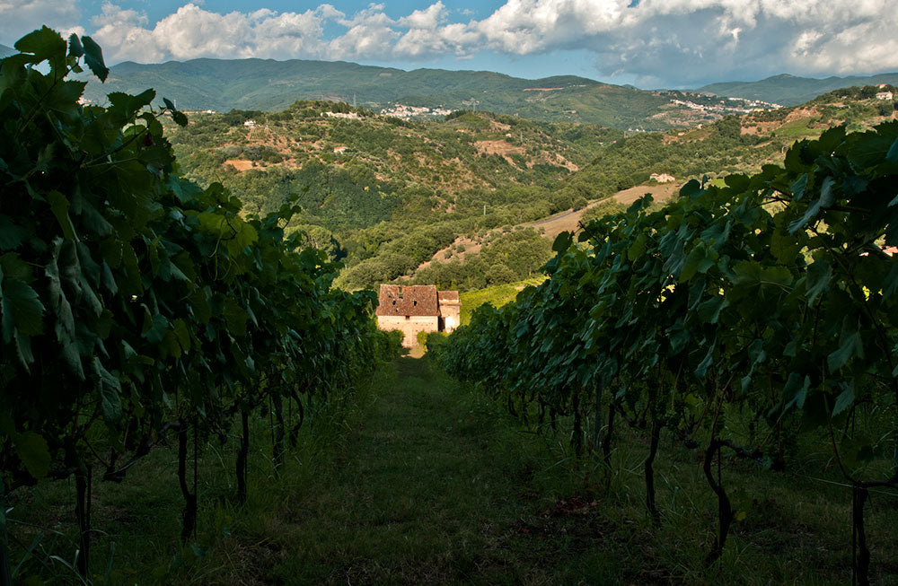 Tenute Paese