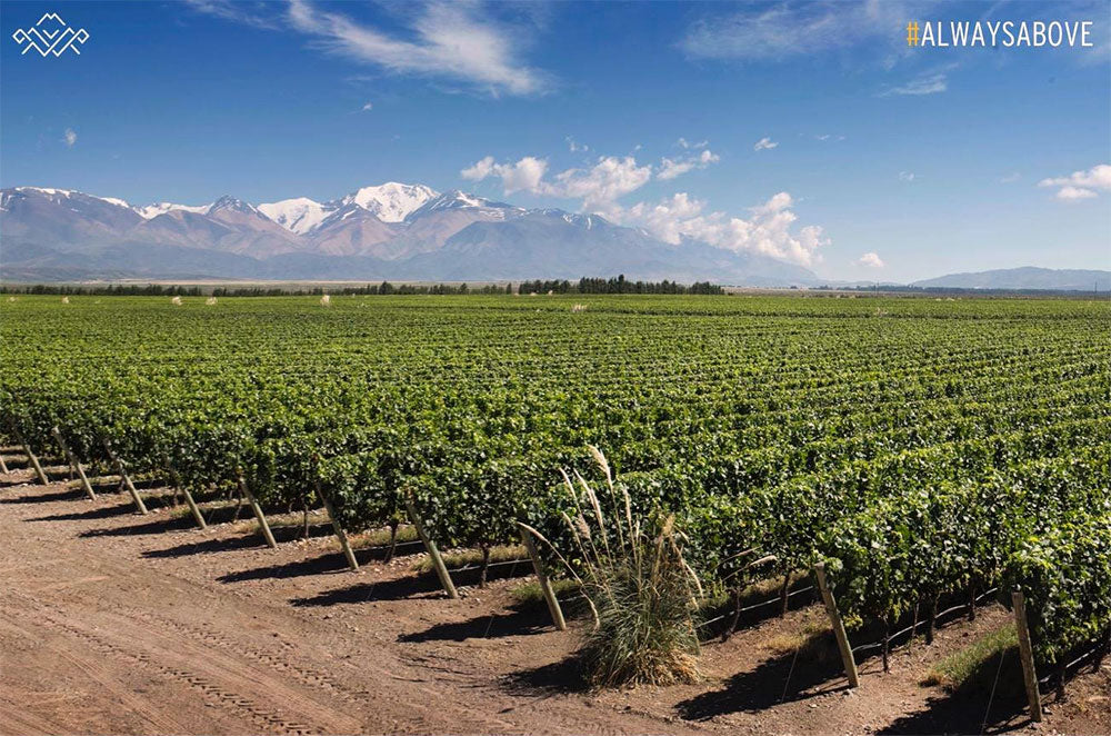 Terrazas de los Andes