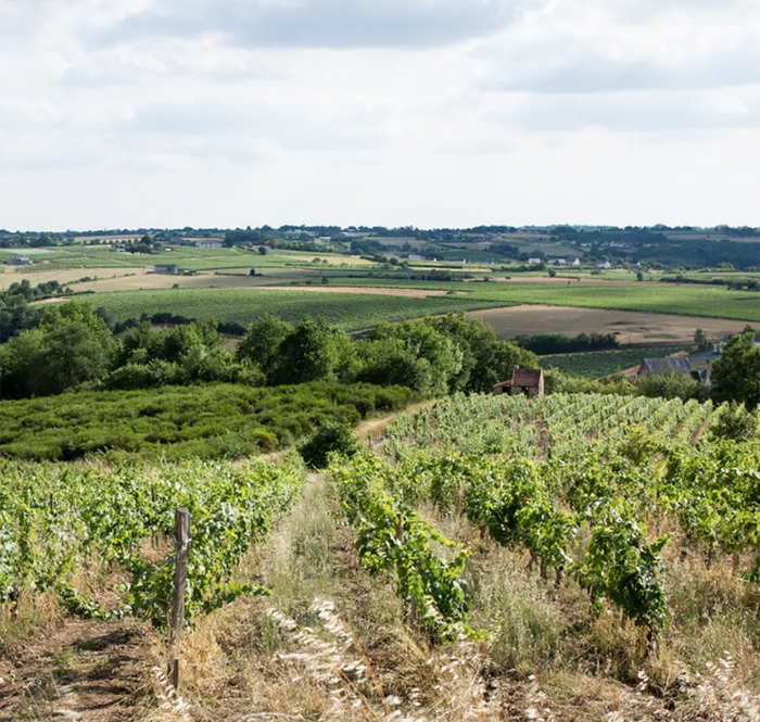 Terre de l'Elu