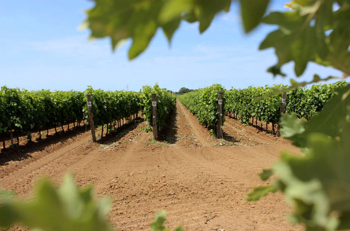 Terre del Marchesato