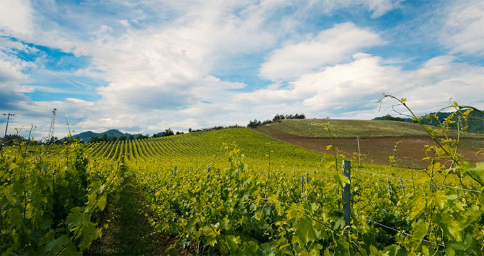 Terre della Rocca