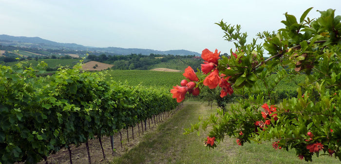 Terre di Fiume