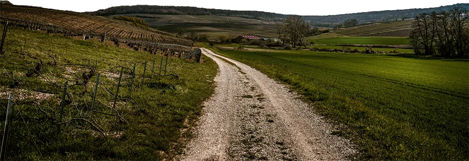 Tribaut Schloesser