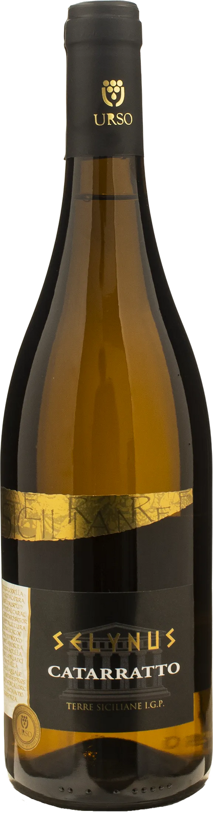 Urso Selynus Cataratto 2024