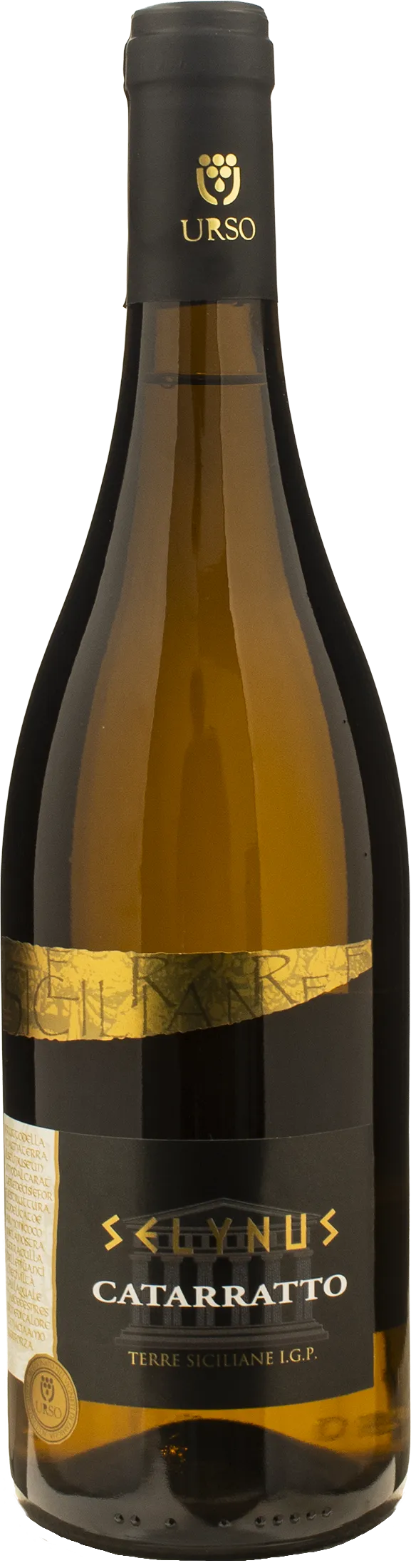 Urso Selynus Cataratto 2024