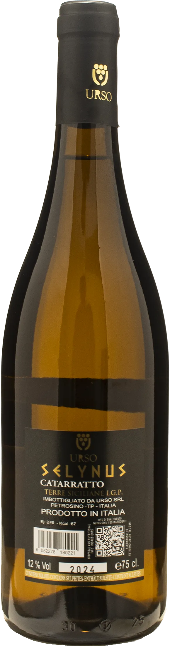 Urso Selynus Cataratto 2024