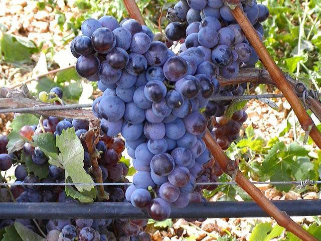Uva di Troia 1