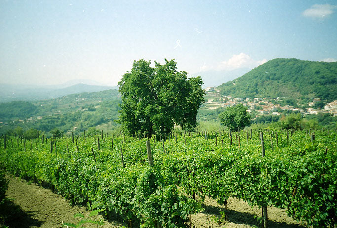 Vadiaperti Azienda Agricola