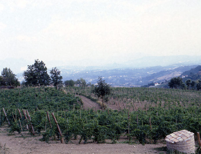 Vadiaperti Azienda Agricola