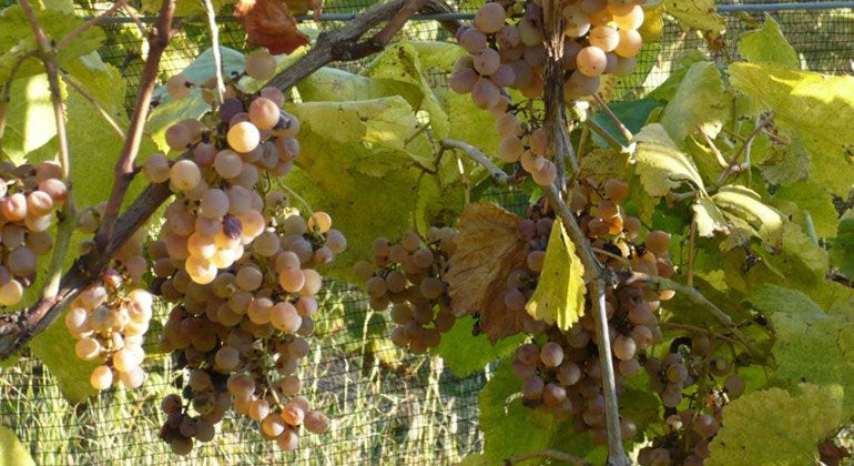 Verduzzo Friulano 1