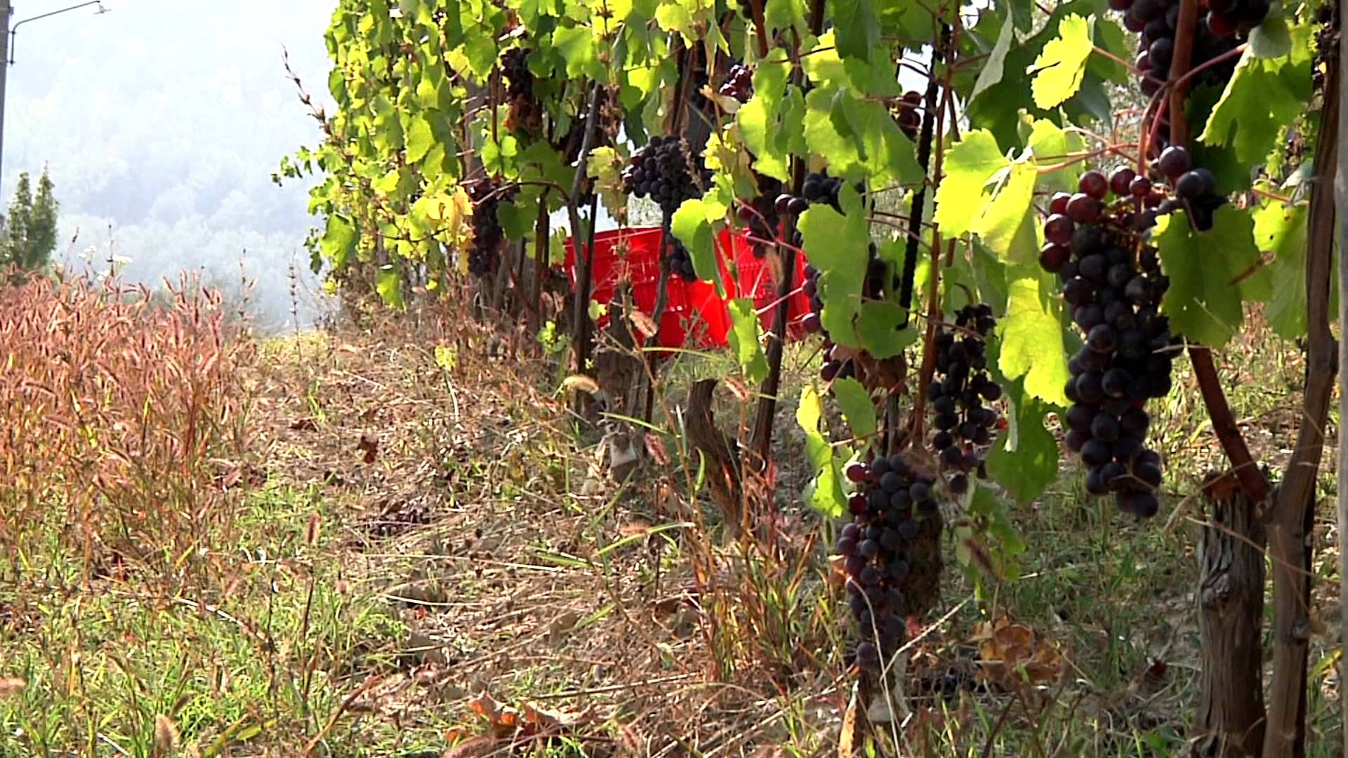 Vigne Marina Coppi