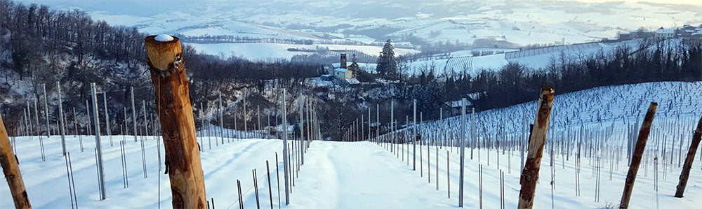 Vigneti Repetto