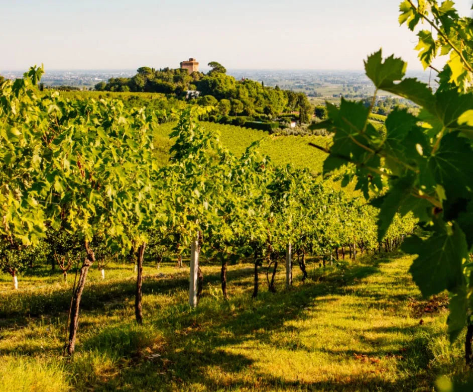 Vigneti Romio (Caviro)