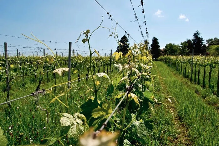 Vigneto San Vito