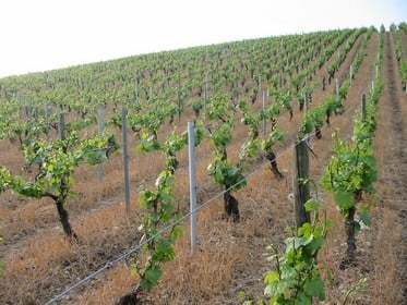 Vignoble Dampt Frerès