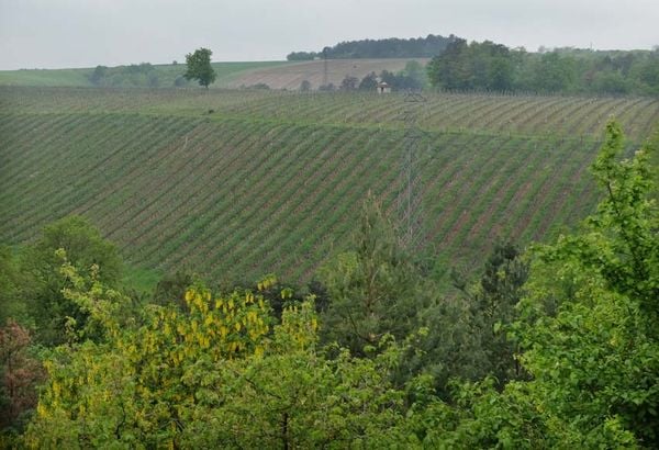 Vignoble Dampt Frerès
