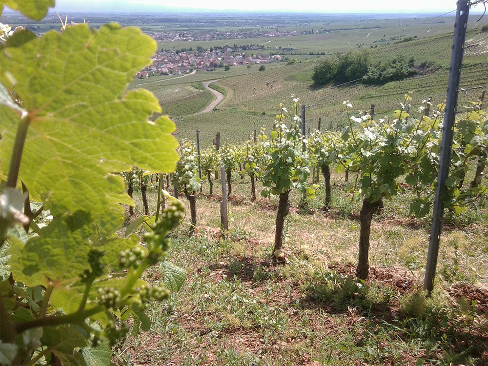 Vignoble des 2 Lunes