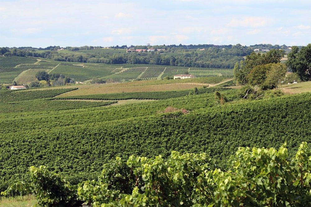 Vignobles Chaigne et Fils