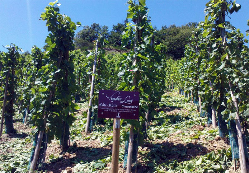 Vignobles Levet