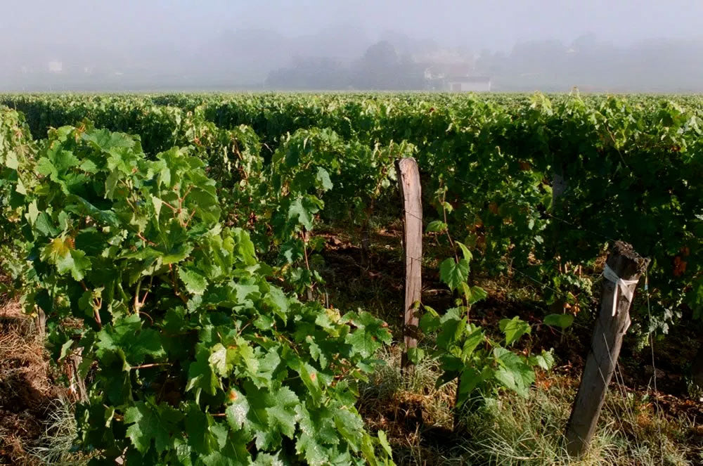 Vignobles Vauthier Maziere