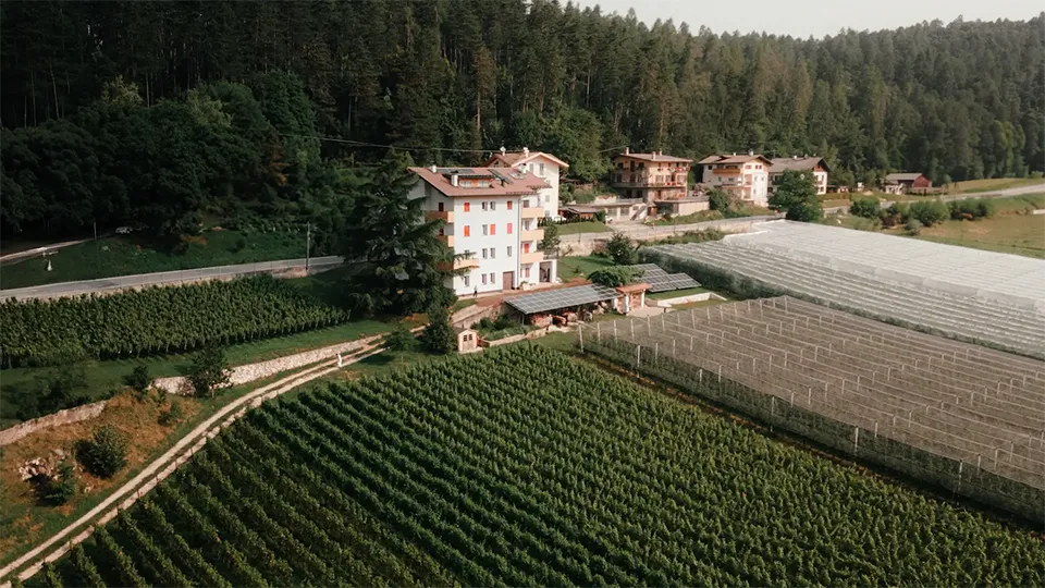 Vin De la Neu - Nicola Biasi
