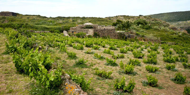 Vinisola