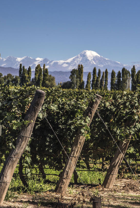 Vinos de Potrero