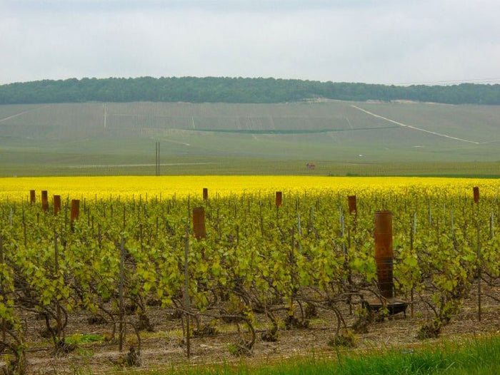 Vue Blanche Estelle