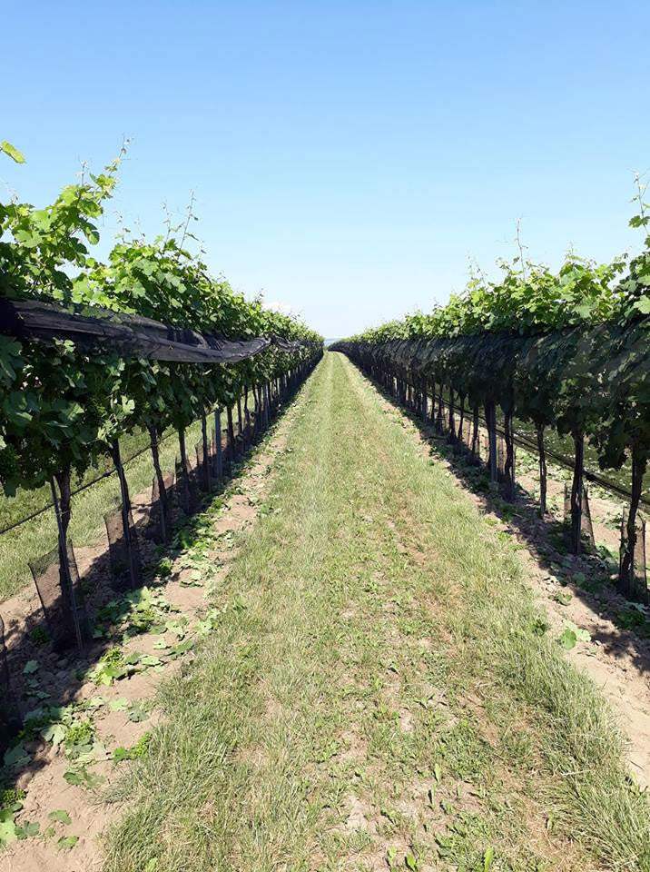 Weingut Josef Fritz
