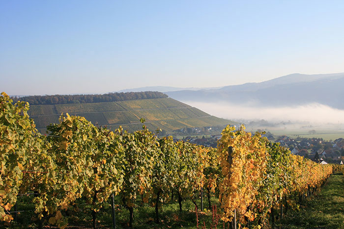 Weingut Peter Lauer