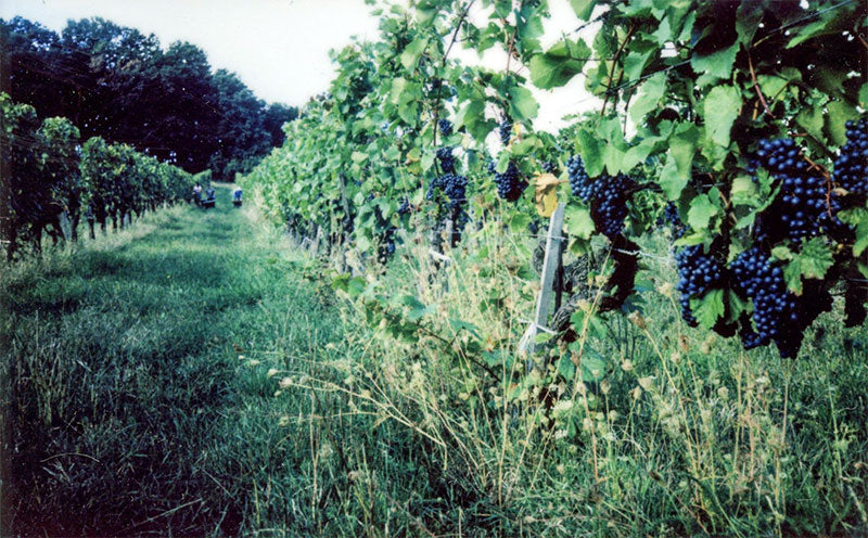 Weingut Weninger