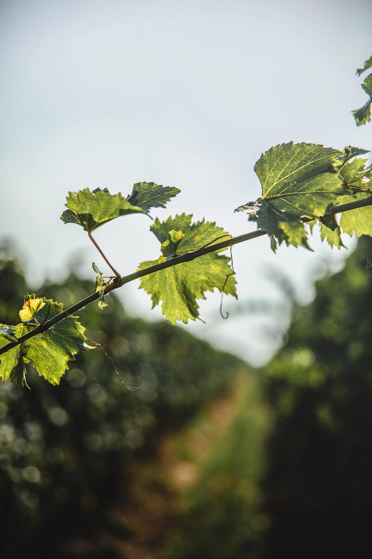 Xperience Castello Bonomi Dalla Vite al Calice 2 Calici Tasting