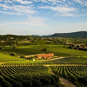 Clone of Clone of Clone of Clone of Clone of Clone of Clone of Experience Tasca d'Almerita "Tascante"