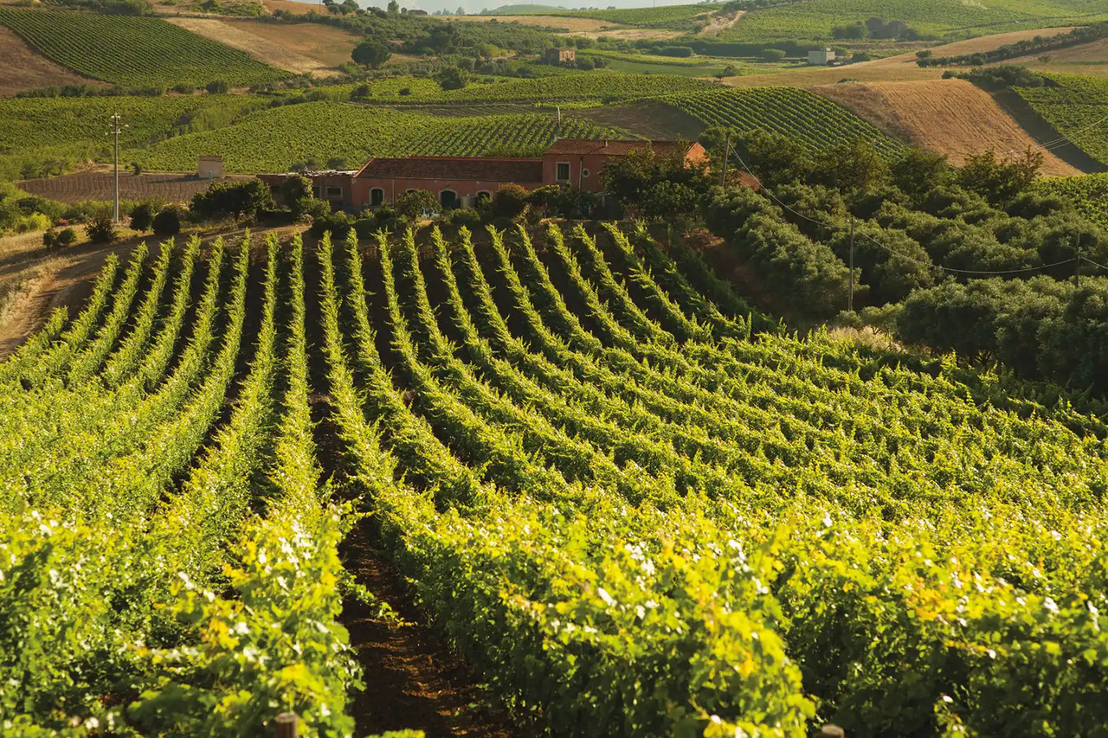 Experience Tasca d'Almerita "Sallier de la Tour"