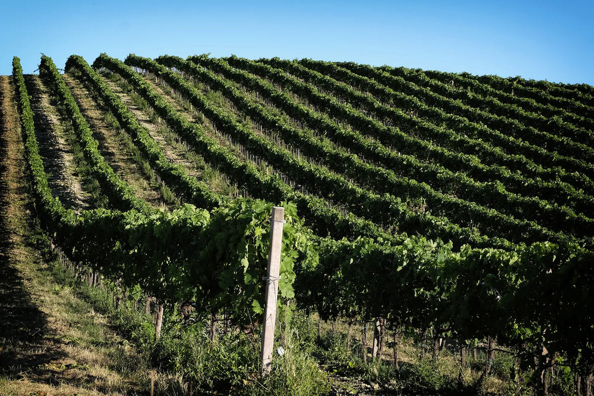 Xperience Velenosi "Tasting with Velenosi Family"