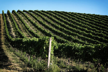 Xperience Velenosi "Tasting with Velenosi Family"