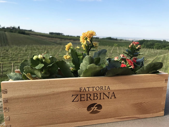 Zerbina