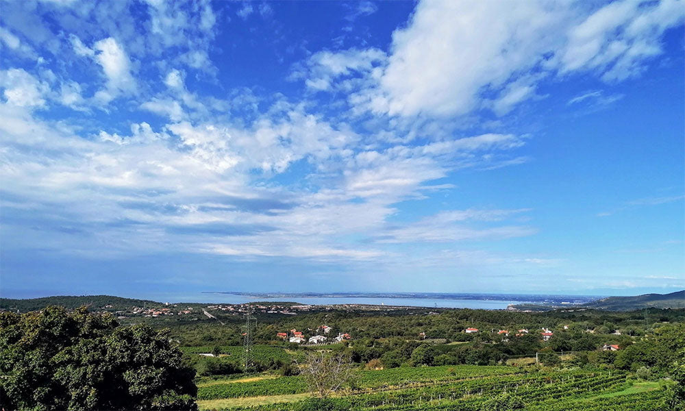 Zidarich