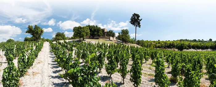 Zisola (Mazzei)